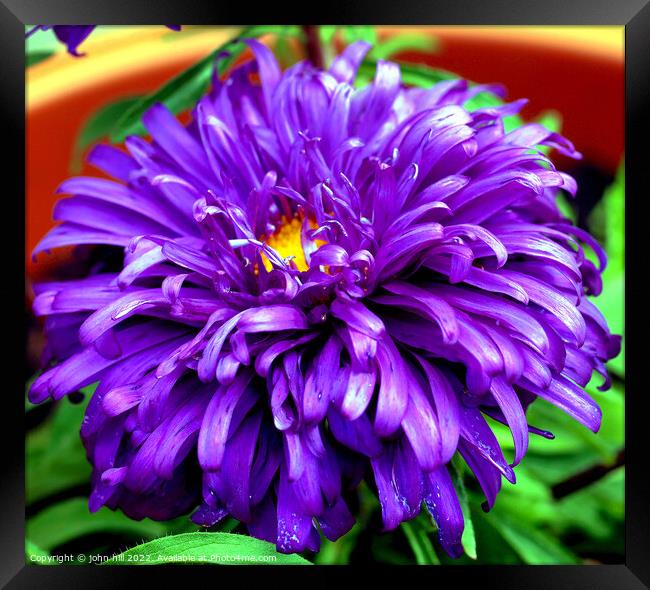 Aster (violet blue) in close up. Framed Print by john hill