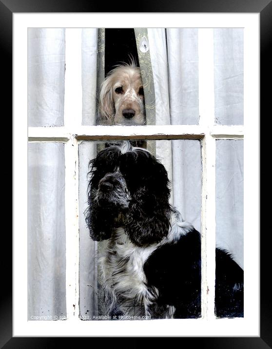 Two dogs in the window Framed Mounted Print by john hill