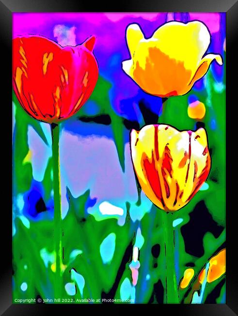 Plant flower, Tulips in Portrait. Framed Print by john hill