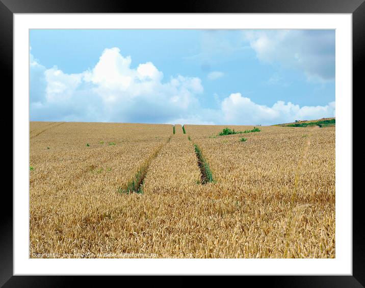 Tractor tracks in Wheatfield. Framed Mounted Print by john hill