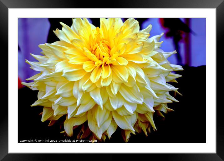  Dahlia flower in close up Framed Mounted Print by john hill
