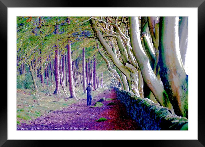 Majestic Avenue of Beech Trees Framed Mounted Print by john hill