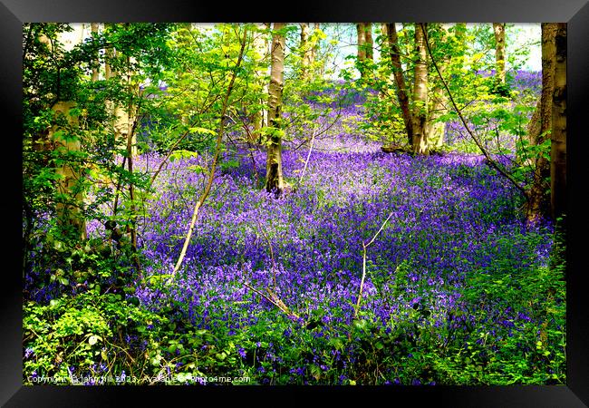Enchanted Bluebell Woodland Framed Print by john hill