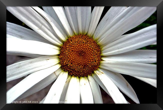 giant Daisy in close up Framed Print by john hill