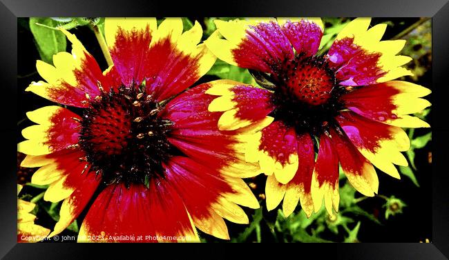 Gazanias after the rain Framed Print by john hill