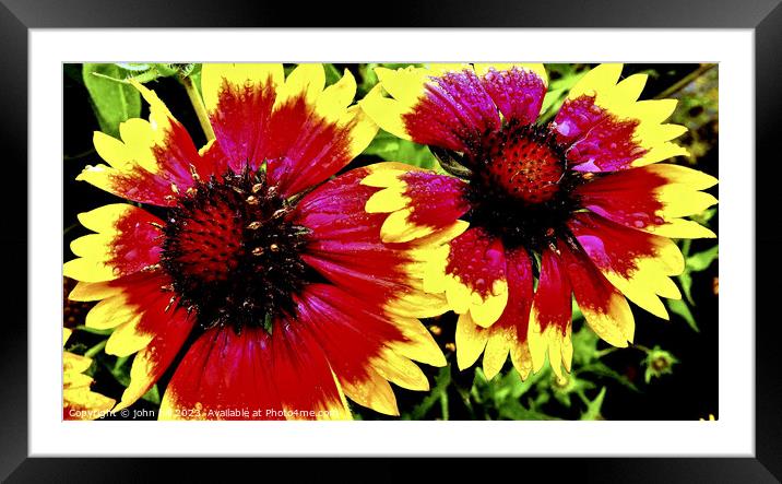 Gazanias after the rain Framed Mounted Print by john hill