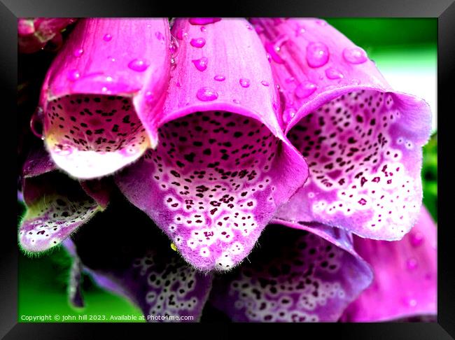 Purple Foxglove flower (Digitalis) Framed Print by john hill