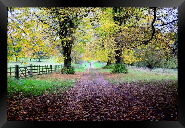 Autumn colors Framed Print by john hill