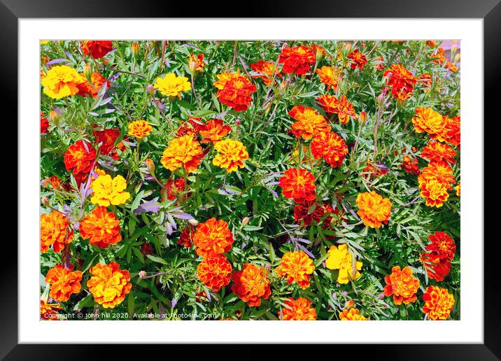 Marigold Tagetes patula flowers Framed Mounted Print by john hill
