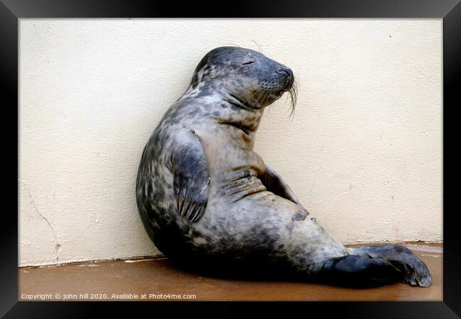 Relaxing seal.  Framed Print by john hill