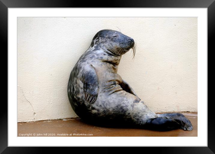 Relaxing seal.  Framed Mounted Print by john hill