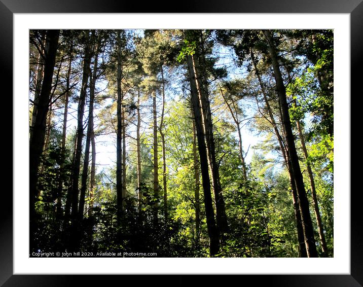 Woodland in the peak district national park in Derbyshire. Framed Mounted Print by john hill