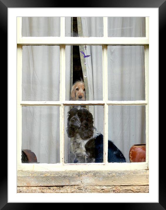 Two Inquisitive dogs in a window. Framed Mounted Print by john hill