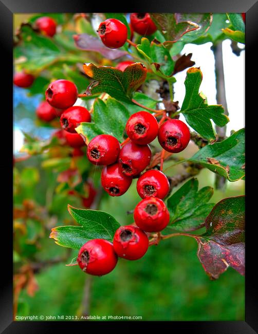 Hawthorne berries in close up. Framed Print by john hill