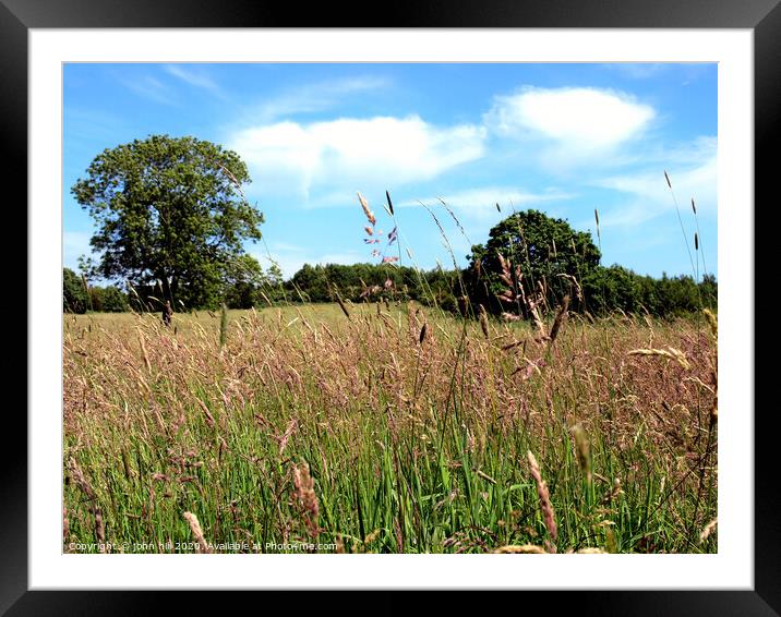Wild Grass Meadow. Framed Mounted Print by john hill