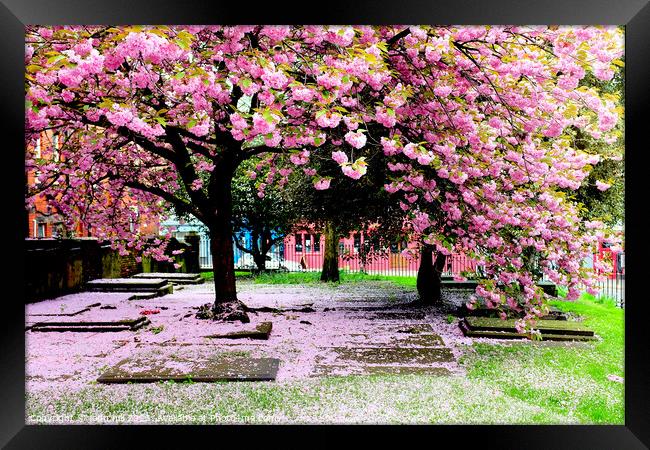Spring Blossom. Framed Print by john hill