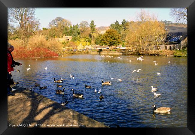 Feed the birds on the River Wye at Bakewell in Derbyshire. Framed Print by john hill