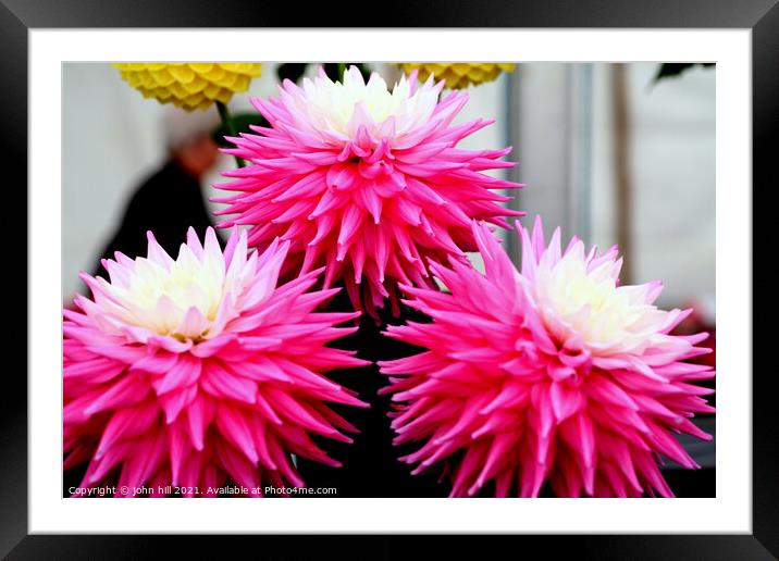 Three pink and white Dahlia flower heads. Framed Mounted Print by john hill