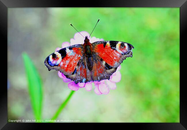 European Peacock Butterfly. Framed Print by john hill