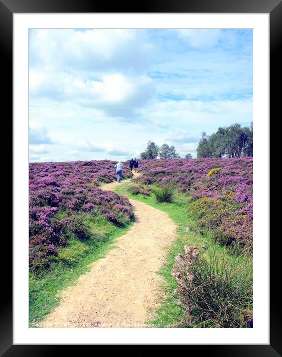 Footpath through Flowering heather. Framed Mounted Print by john hill