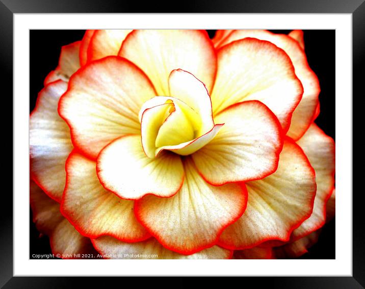 Begonia flower head close-up. Framed Mounted Print by john hill