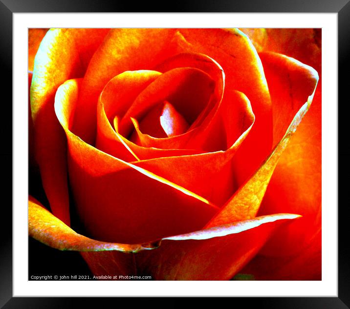  Abstract Pink rose in close-up Framed Mounted Print by john hill