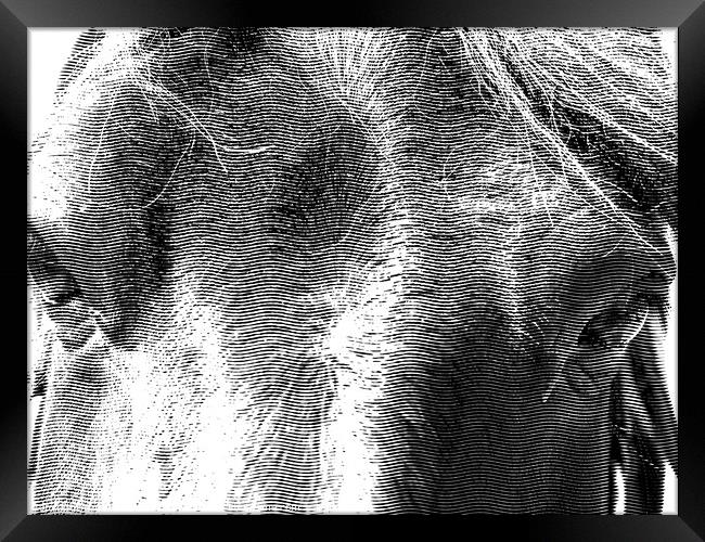 Majestic Equine Portrait Framed Print by john hill