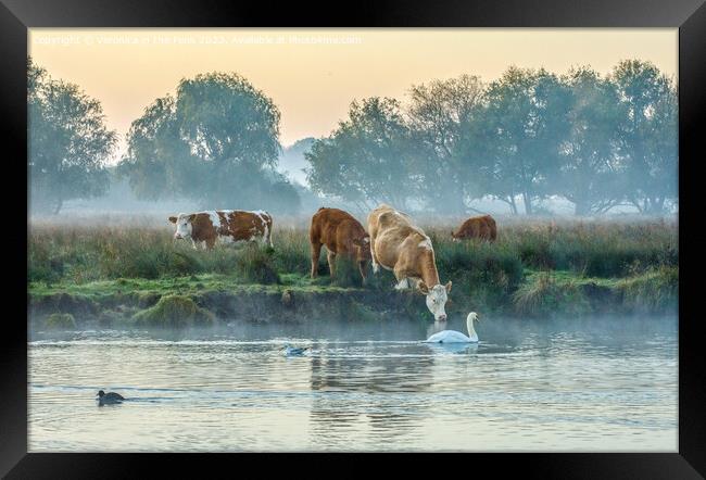 Cows & Swan at Sunrise Framed Print by Veronica in the Fens