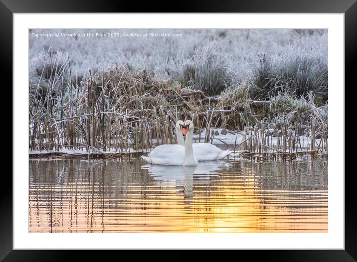 Swan Winter Love Framed Mounted Print by Veronica in the Fens