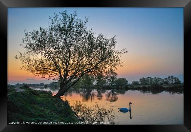 Ely Sunrise over river Great Ouse with swan Framed Print by Veronica in the Fens