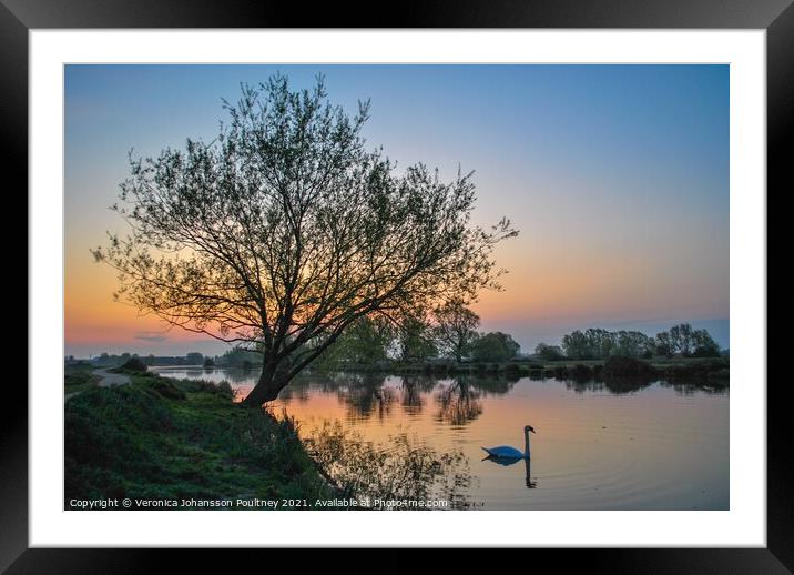 Ely Sunrise over river Great Ouse with swan Framed Mounted Print by Veronica in the Fens