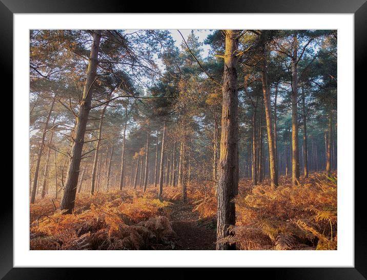 Late autumn afternoon in the woods  Framed Mounted Print by Martin Noakes