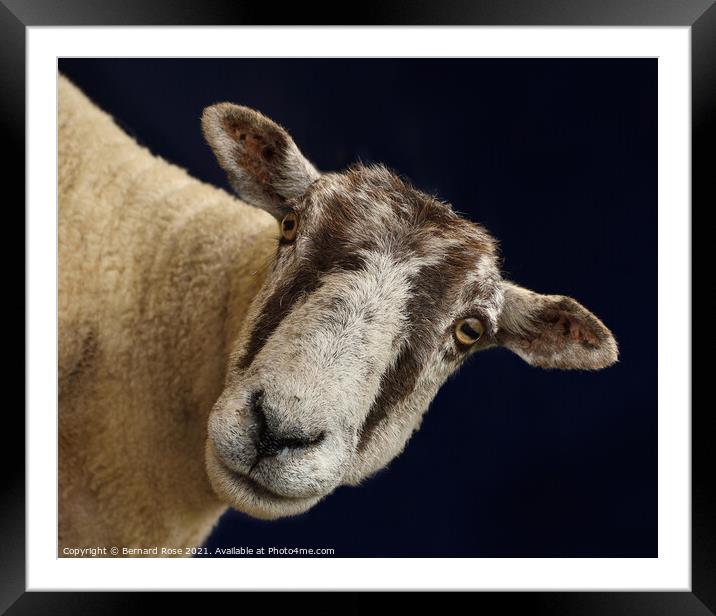 North of England Mule Sheep Framed Mounted Print by Bernard Rose Photography