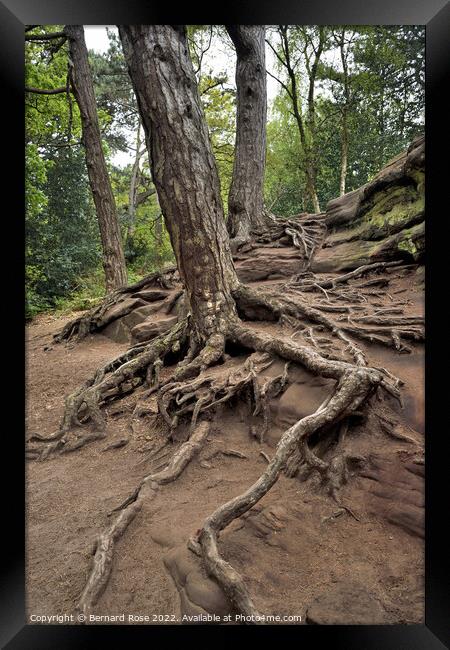 Tree and Root Royden Park Framed Print by Bernard Rose Photography