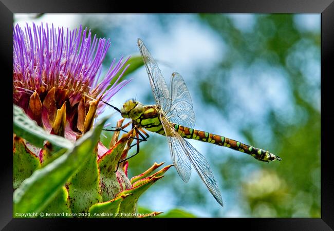Souther Hawker Dragonfly Framed Print by Bernard Rose Photography