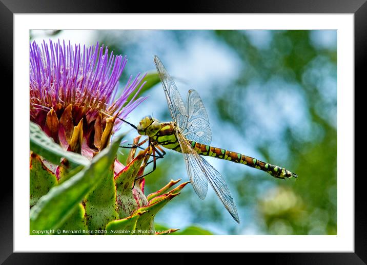 Souther Hawker Dragonfly Framed Mounted Print by Bernard Rose Photography
