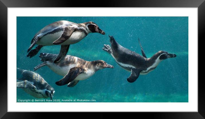 Humboldt Penguins at Chester Zoo Framed Mounted Print by Bernard Rose Photography