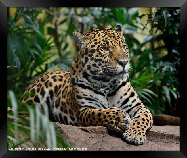 Jaguar Big Cat Framed Print by Bernard Rose Photography