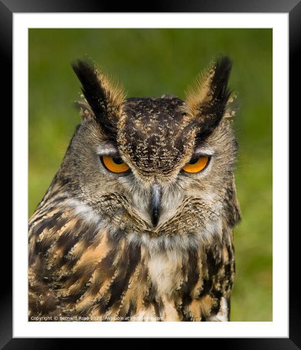 Eagle Owl Framed Mounted Print by Bernard Rose Photography