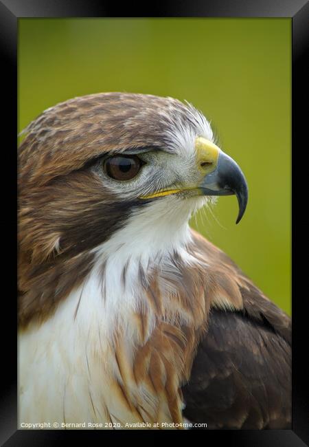 Red Tailed Buzzard Framed Print by Bernard Rose Photography