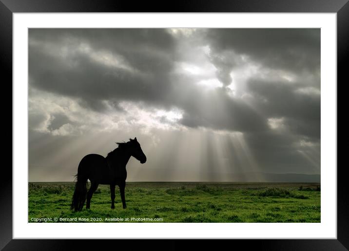 Black Horse on Neston Marsh - Colour Framed Mounted Print by Bernard Rose Photography