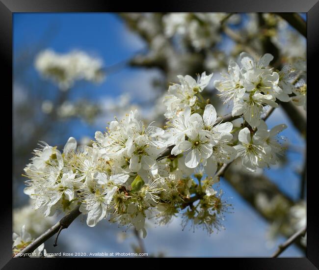 Blossom Tree Framed Print by Bernard Rose Photography
