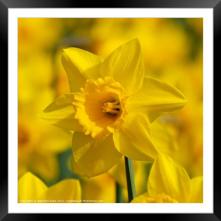 Daffodil Macro Framed Mounted Print by Bernard Rose Photography