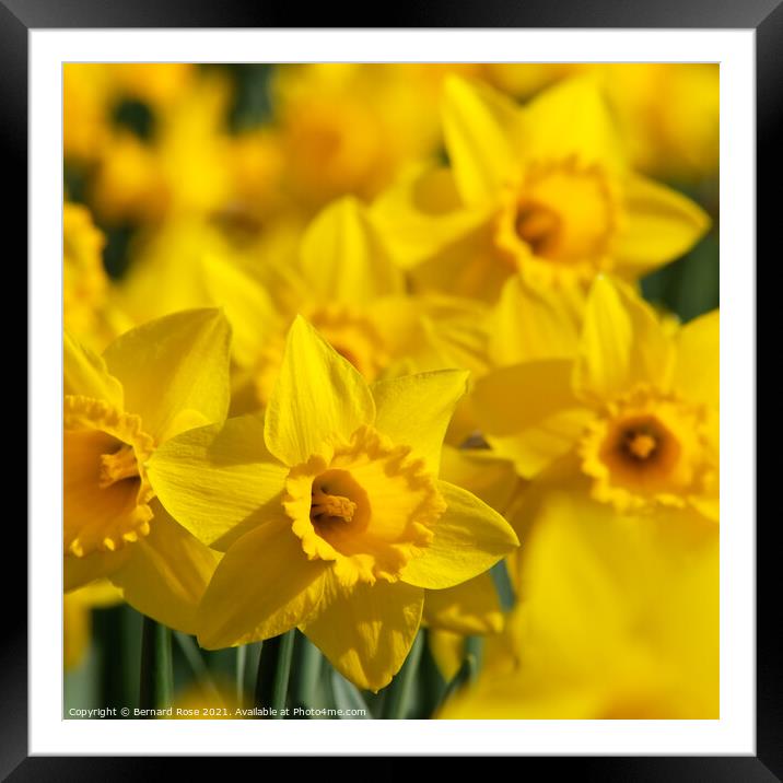 Daffodils Framed Mounted Print by Bernard Rose Photography