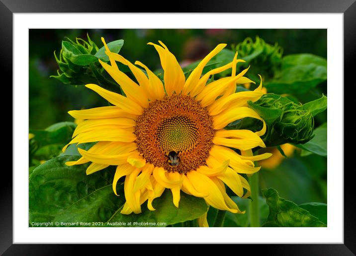 Sunflower and Bee Framed Mounted Print by Bernard Rose Photography