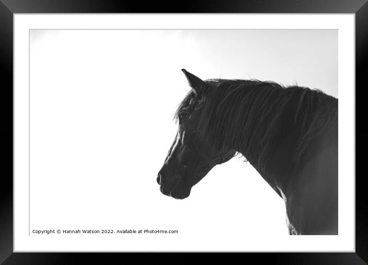 Horse Mono Portrait 2 Framed Mounted Print by Hannah Watson