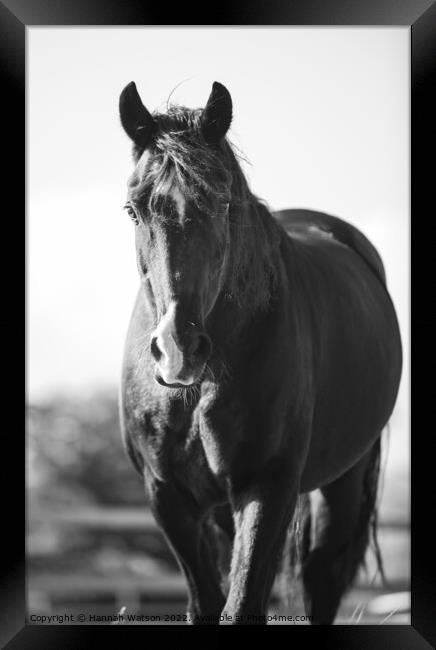 Horse Mono Portrait 3 Framed Print by Hannah Watson