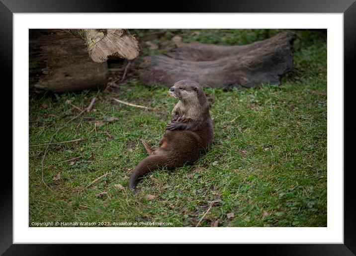 Otter I Framed Mounted Print by Hannah Watson