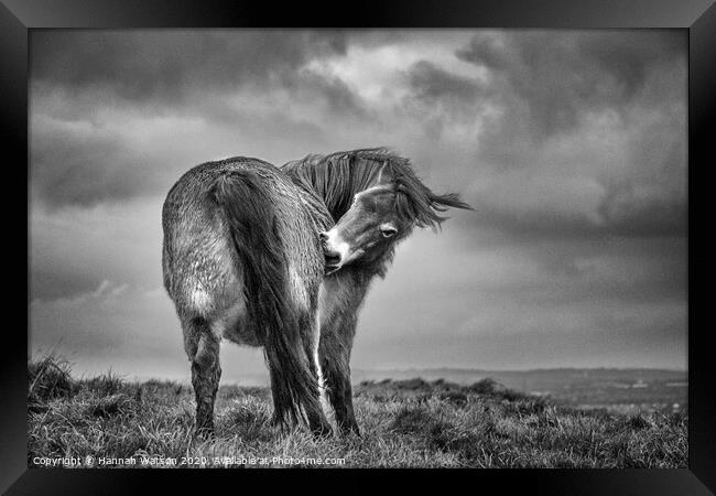 Exmoor Pony 3 Framed Print by Hannah Watson