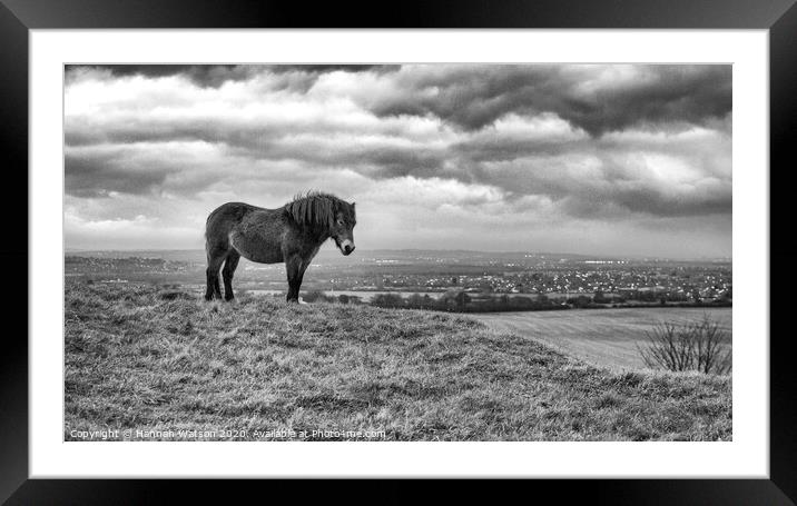 Exmoor Pony 5 Framed Mounted Print by Hannah Watson